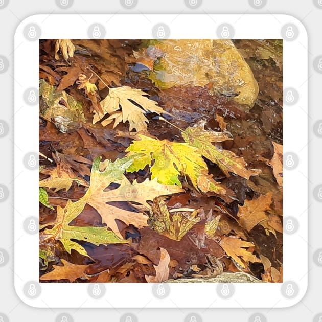 Fallen leaves floating in the river, 3, (Set of 3), fall, autumn, xmas, holiday, nature, forest, trees, winter, color, flowers, orange, art, botanical, leaves, leaf, floral, wet, rain, water, holidays, digital, spring, aqua, graphic-design, christmas Sticker by PrintedDreams
